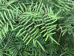 Gleichenia microphylla