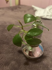 Peperomia