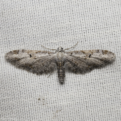 Eupithecia nevadata