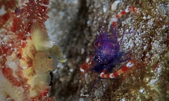 Stenopus tenuirostris