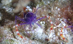 Stenopus tenuirostris