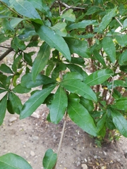 Punica granatum