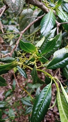 Palicourea