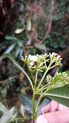 Palicourea