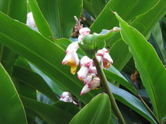 Alpinia nutans