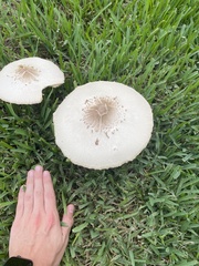 Chlorophyllum molybdites image