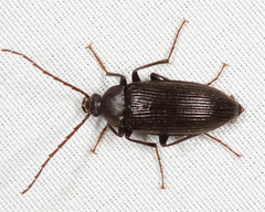 Capnochroa fuliginosa