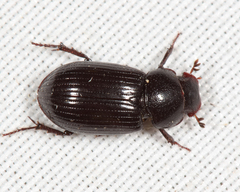 Stenotothorax badipes