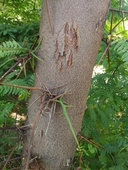 Gleditsia triacanthos