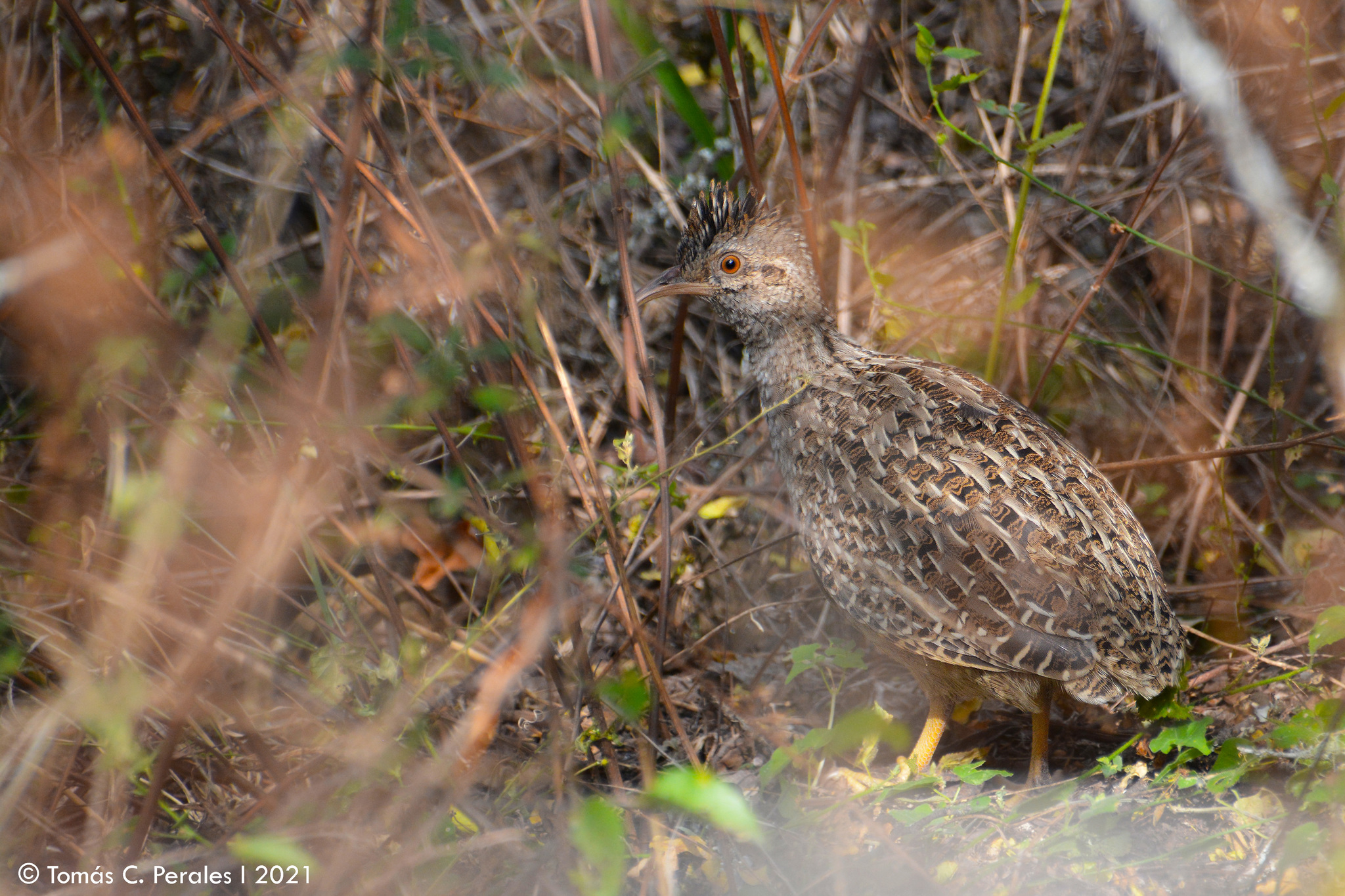 Andean Tinamou illustration