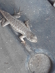 Sceloporus occidentalis