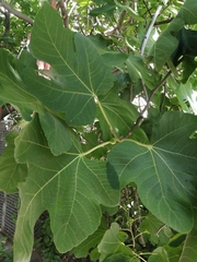 Ficus carica