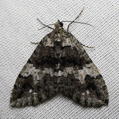 Hydriomena albifasciata