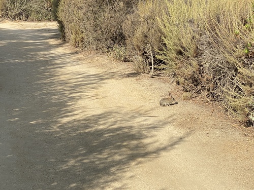 iNaturalist observation photo of Desert Cottontail