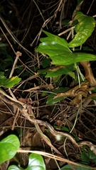 Rieppeleon kerstenii