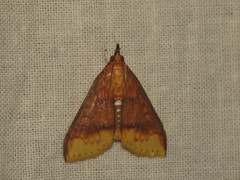 Lipararchis tranquillalis