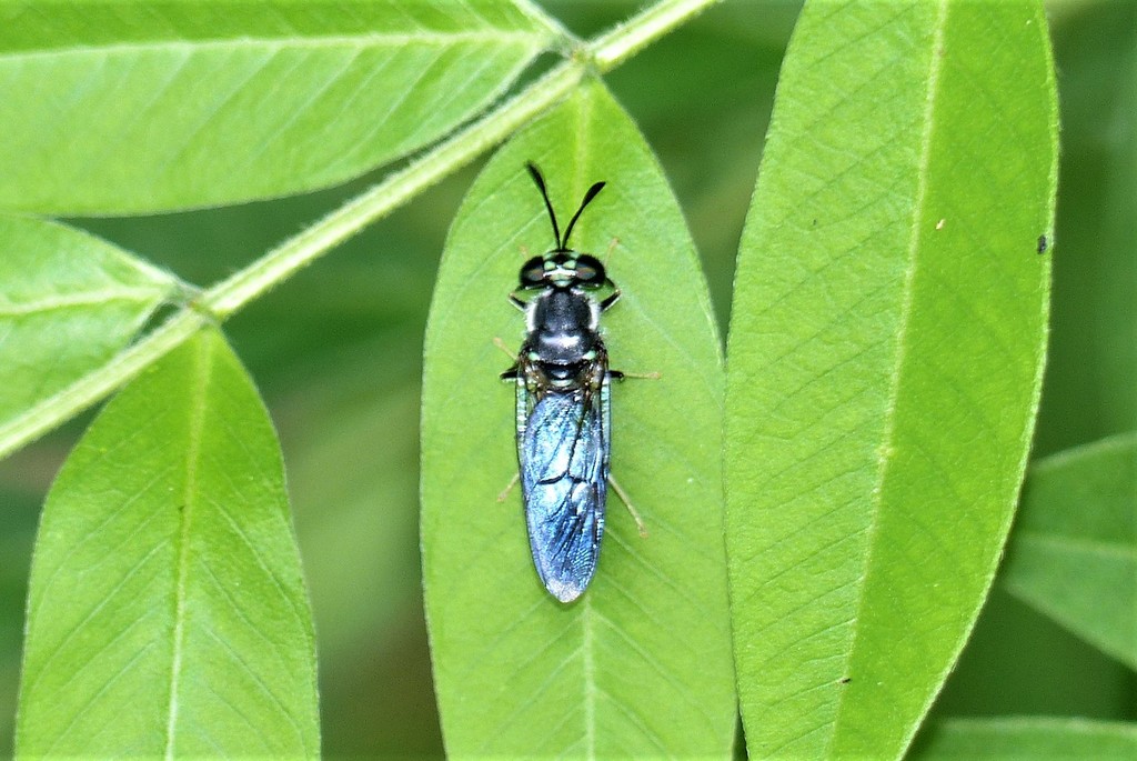 Hermetia inflata