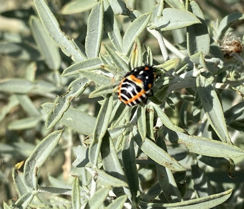 iNaturalist observation photo of Harlequin Bug