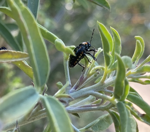 iNaturalist observation photo of Harlequin Bug