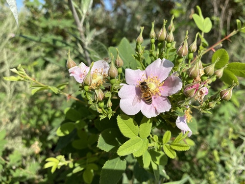 iNaturalist observation photo of Western Honey Bee