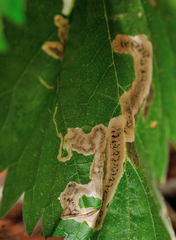 Agromyza pseudoreptans