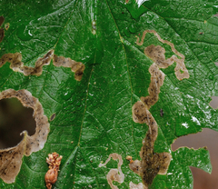 Agromyza pseudoreptans