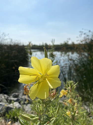 iNaturalist observation photo of tall evening primrose