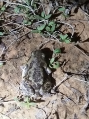 Uperodon systoma