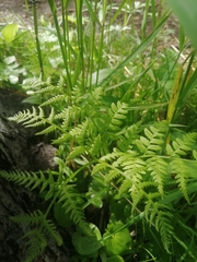 Pteridium latiusculum