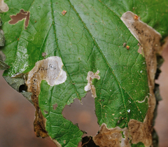 Agromyza pseudoreptans