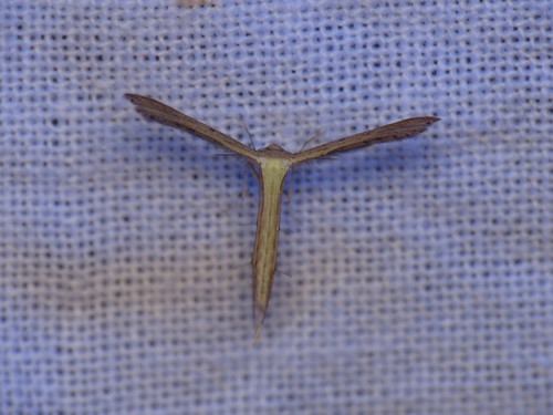 Dwarf Plume Moth photo 2