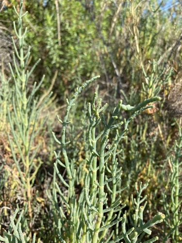 iNaturalist observation photo of Pacific Glasswort