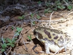 Uperodon systoma