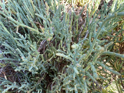 iNaturalist observation photo of Pacific Glasswort