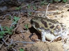 Uperodon systoma