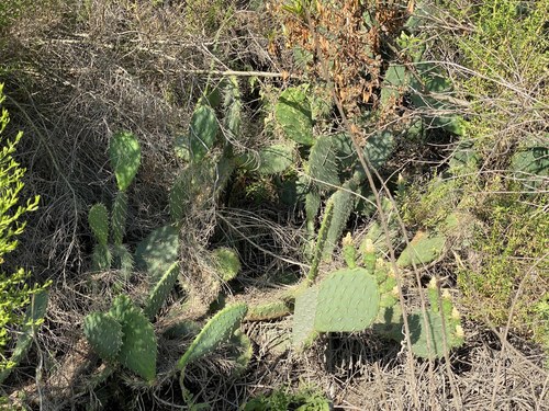 iNaturalist observation photo of Coastal Pricklypear