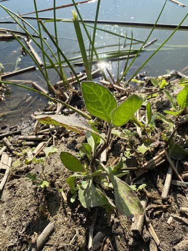 iNaturalist observation photo of marsh fleabane