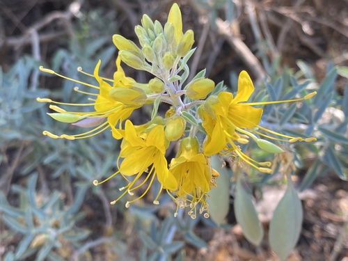 iNaturalist observation photo of Bladderpod