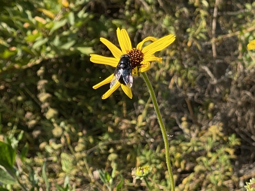 iNaturalist observation photo of Mexican Cactus Fly
