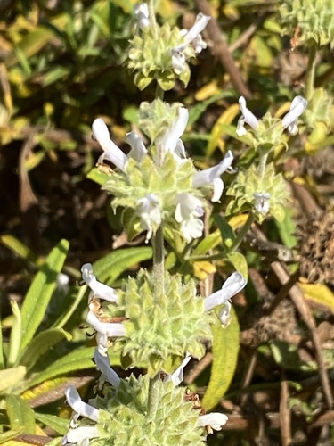 iNaturalist observation photo of black sage