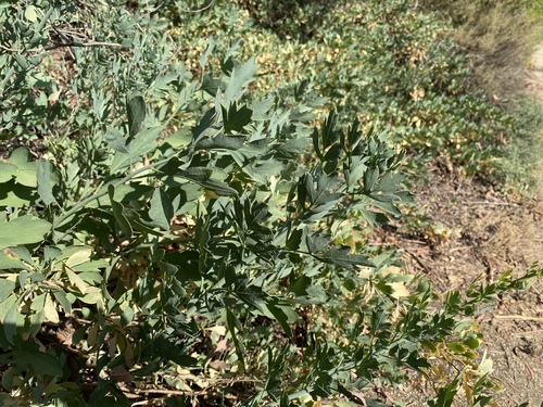 iNaturalist observation photo of Coulter's matilija poppy