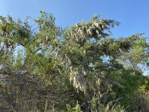 iNaturalist observation photo of Willows