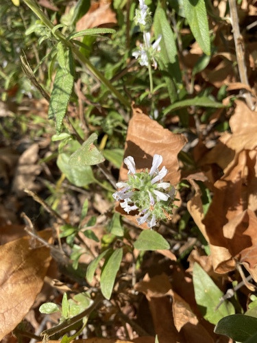 iNaturalist observation photo of black sage
