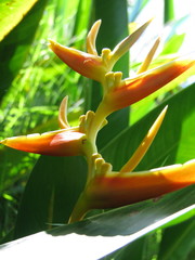 Heliconia latispatha