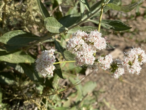 iNaturalist observation photo of California Buckwheat