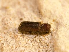 Amphicerus bicaudatus