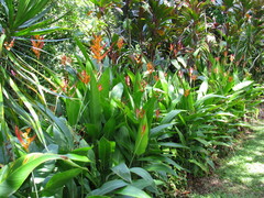 Heliconia latispatha