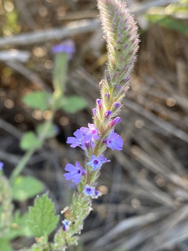 iNaturalist observation photo of western vervain