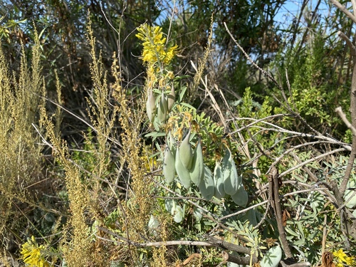 iNaturalist observation photo of Bladderpod