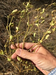 Acanthospermum hispidum